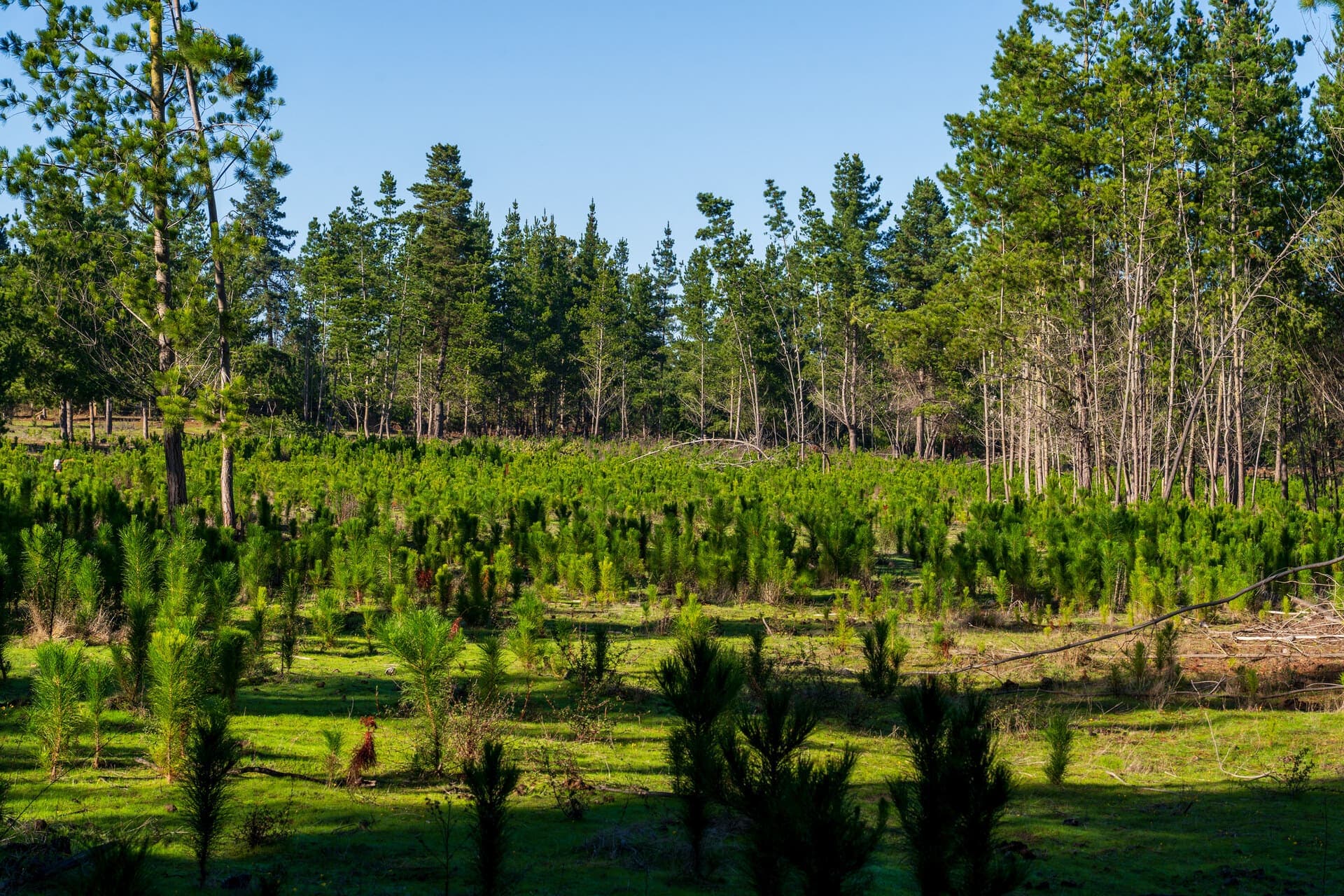 Vista panorámica del Litoral Central